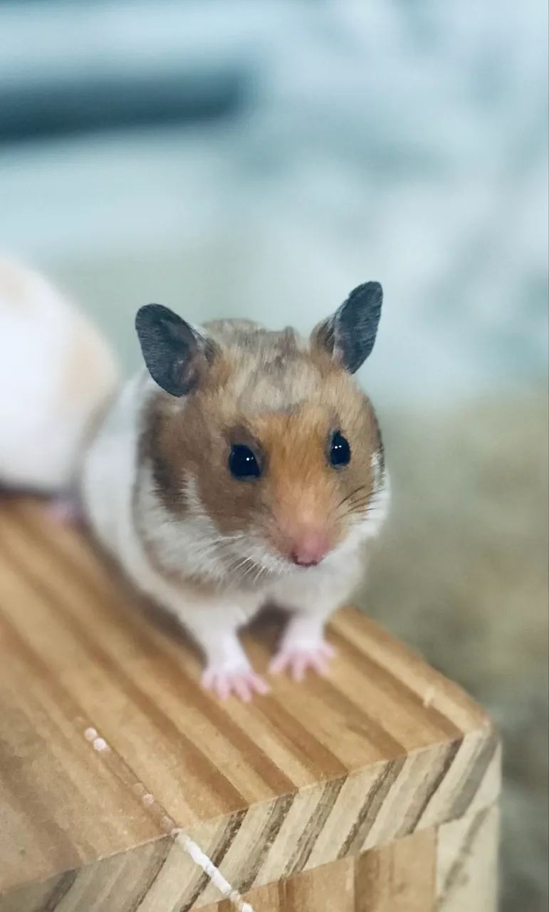Hamster Pups65675279894273121