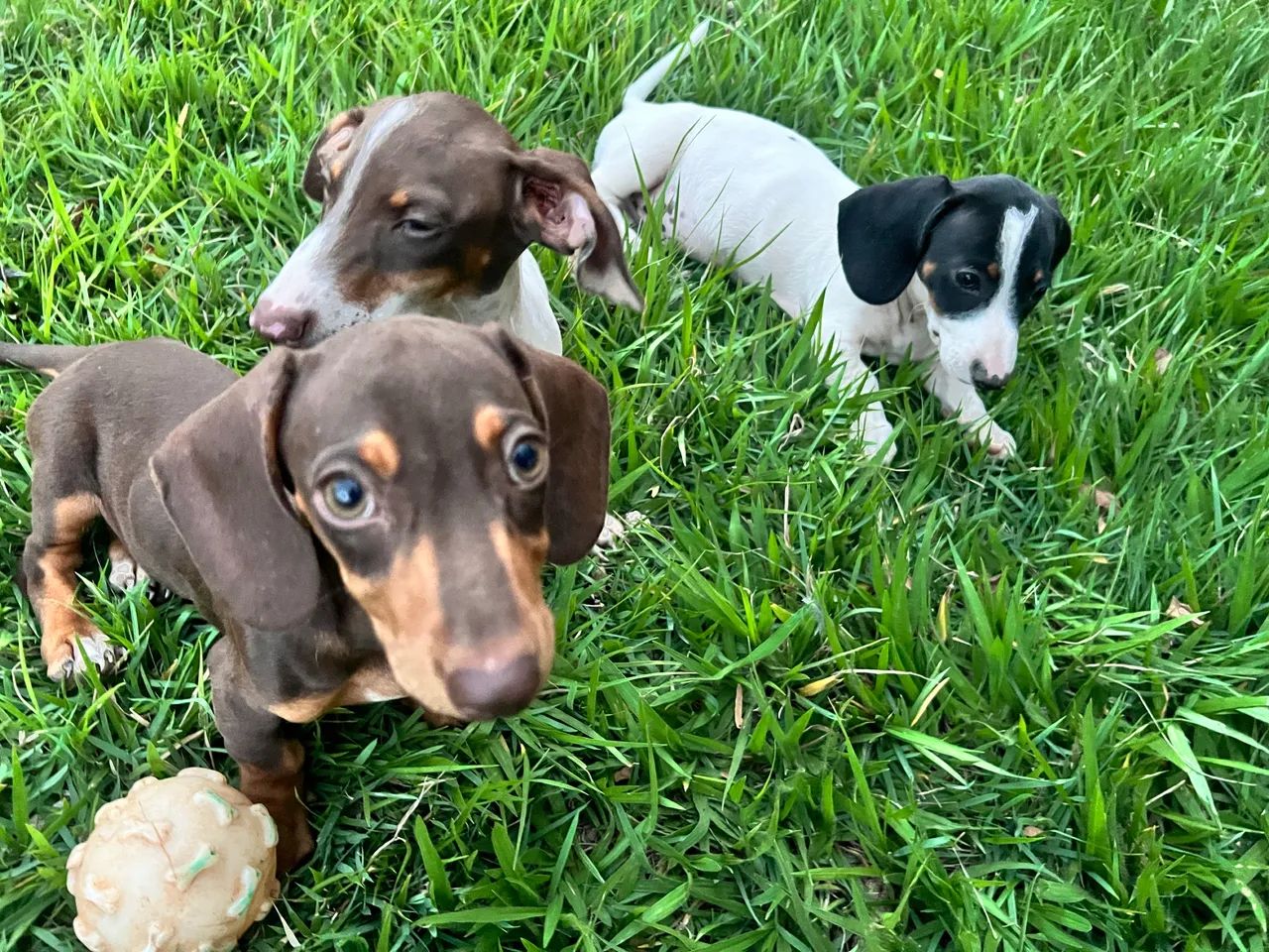 Dachshund macho - Foto 3