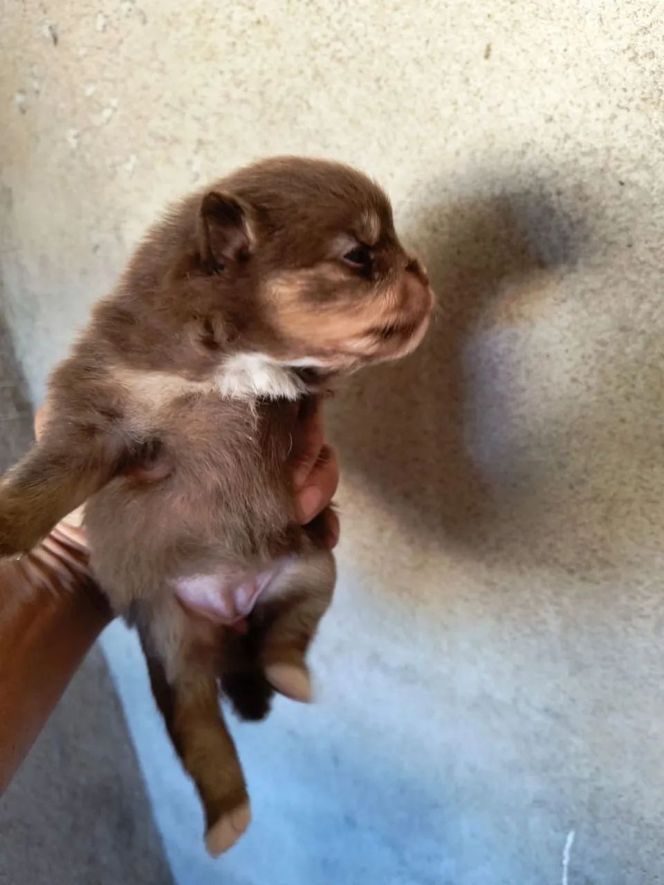 Cachorro  - Foto 2