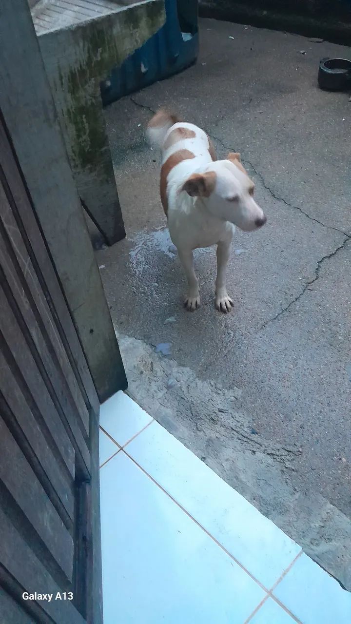 Cachorrinha linda doação  e castrada  - Foto 3