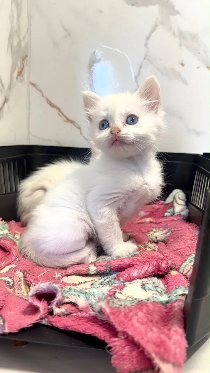 Angora bebes
