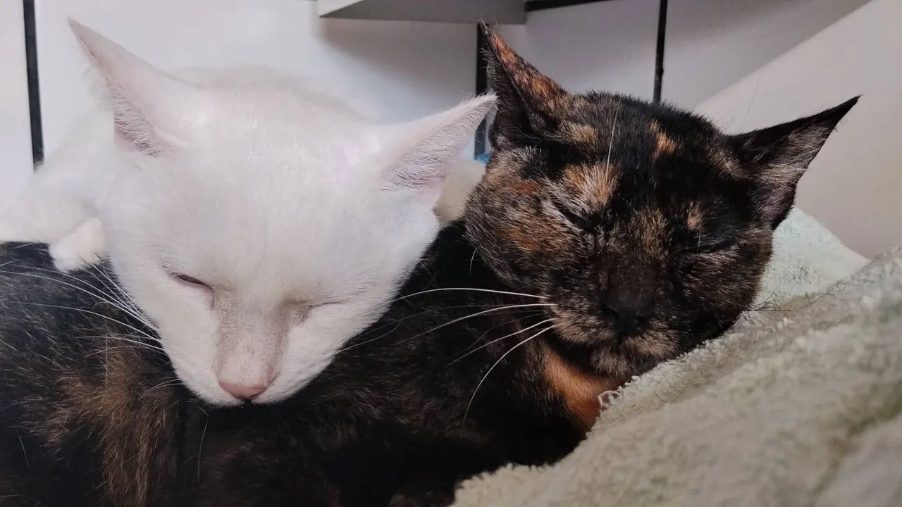 Gato doação conjunta - Foto 4