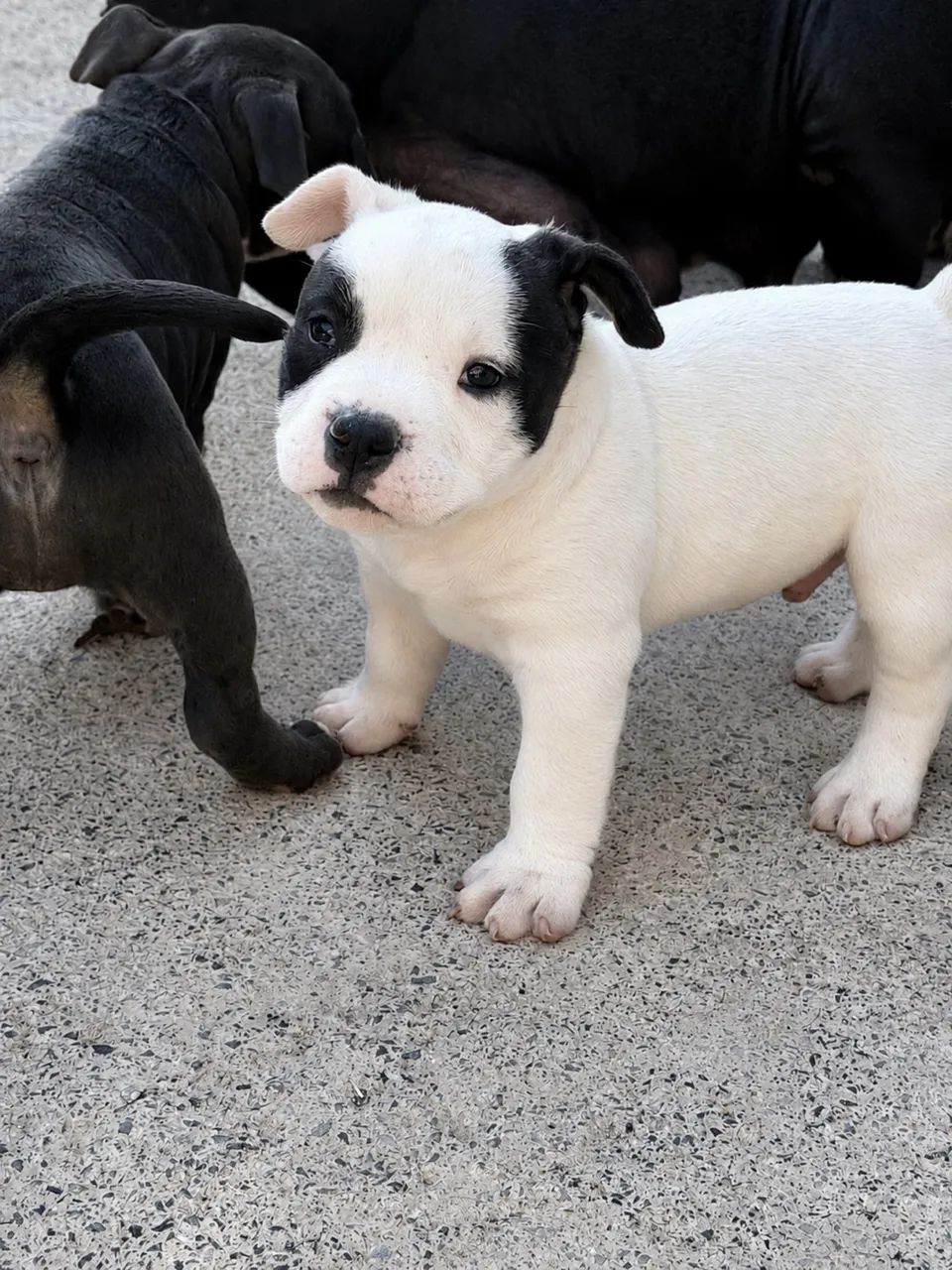 American bully - Foto 2