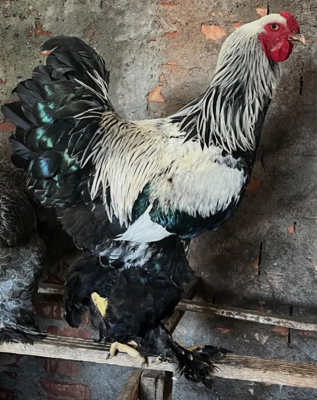 Vendo ovos galados de Brahma  - Foto 4