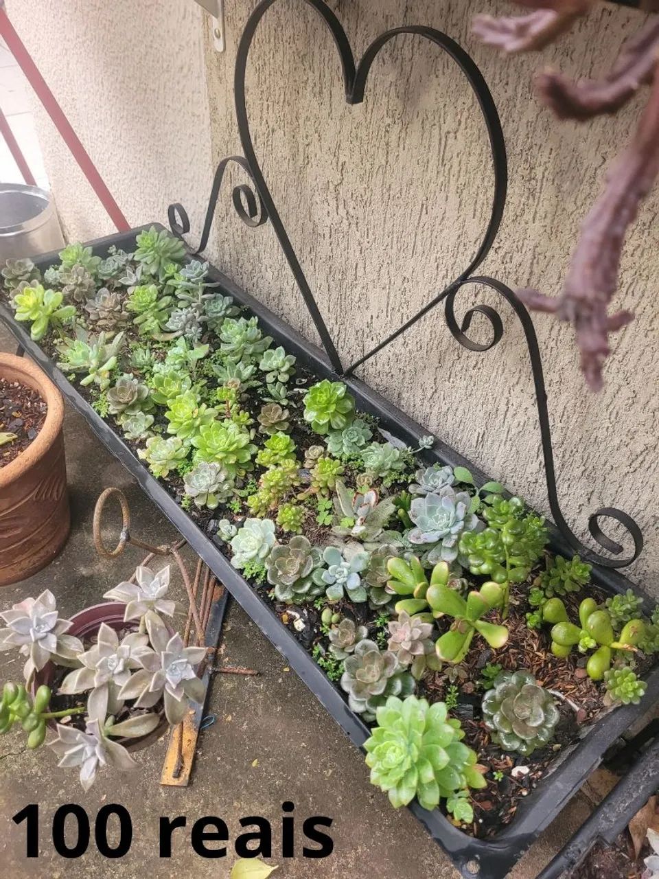Suculentas 