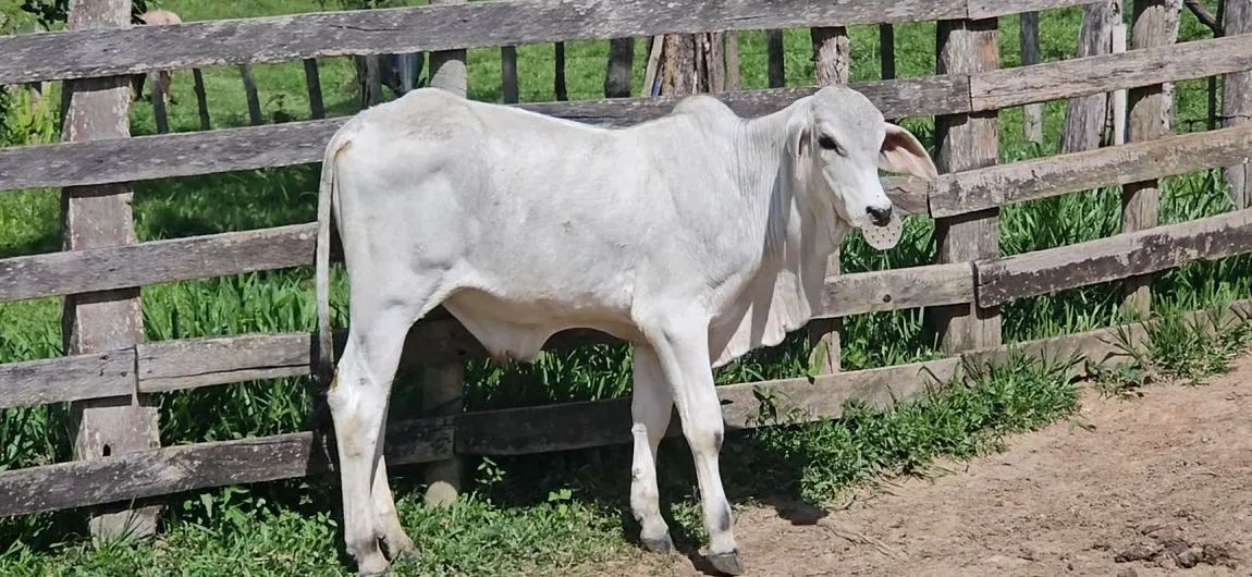 Bezerro Brahman