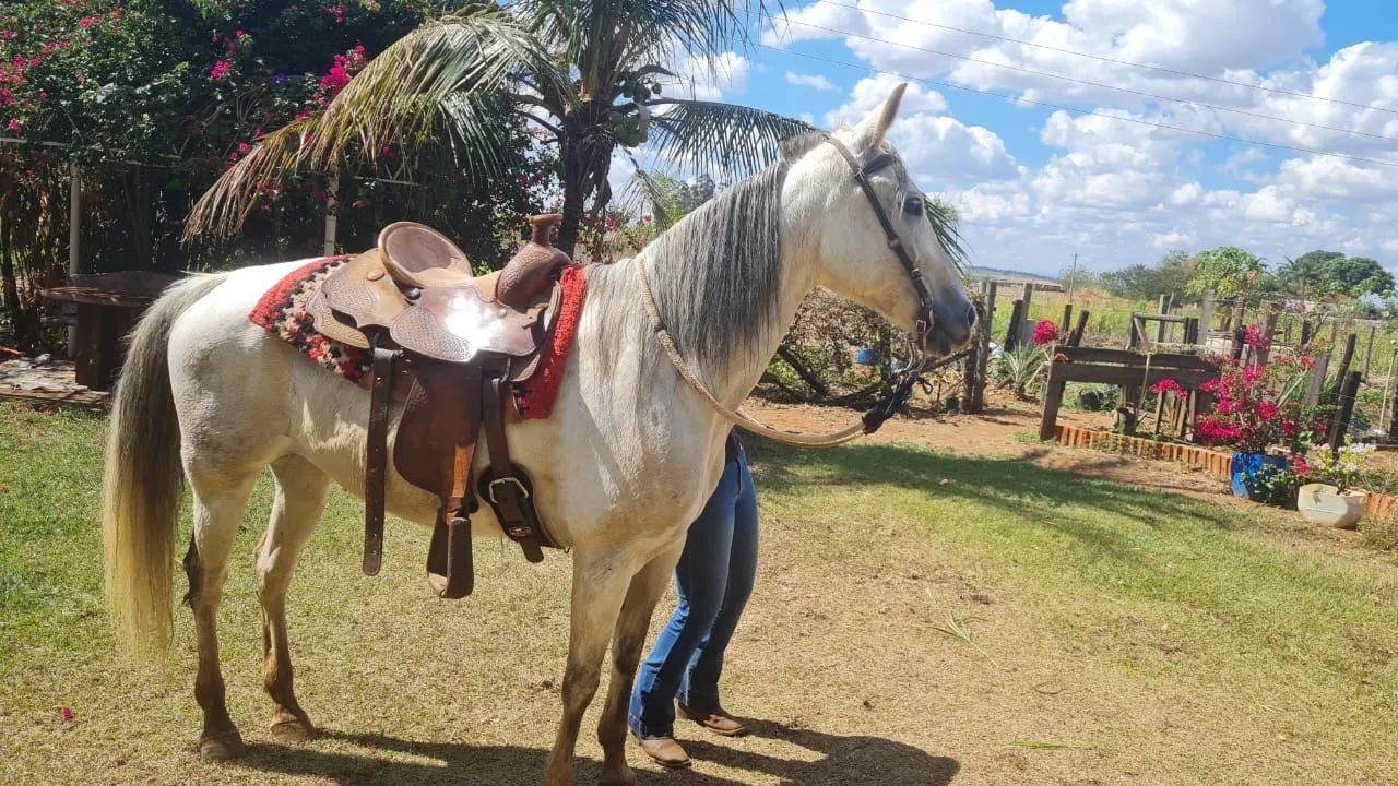 Super oportunidade - Cavalo Quarto de Milha - Foto 4