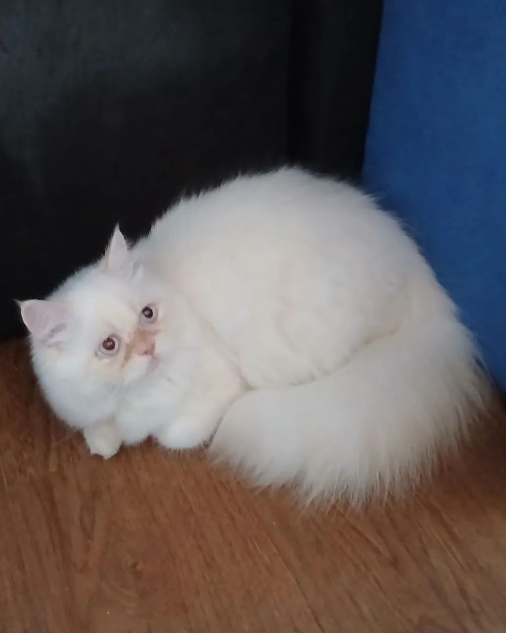 Gato Persa - Foto 3