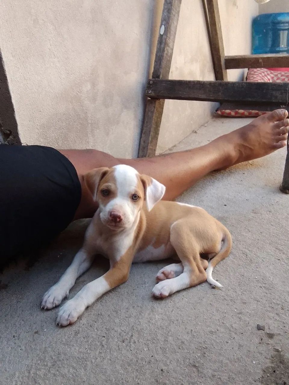 Pitbull america fêmea 300
