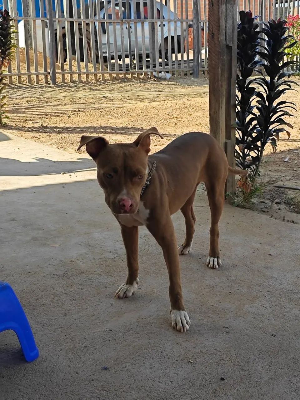 Pitbull de 5 Meses  - Foto 3