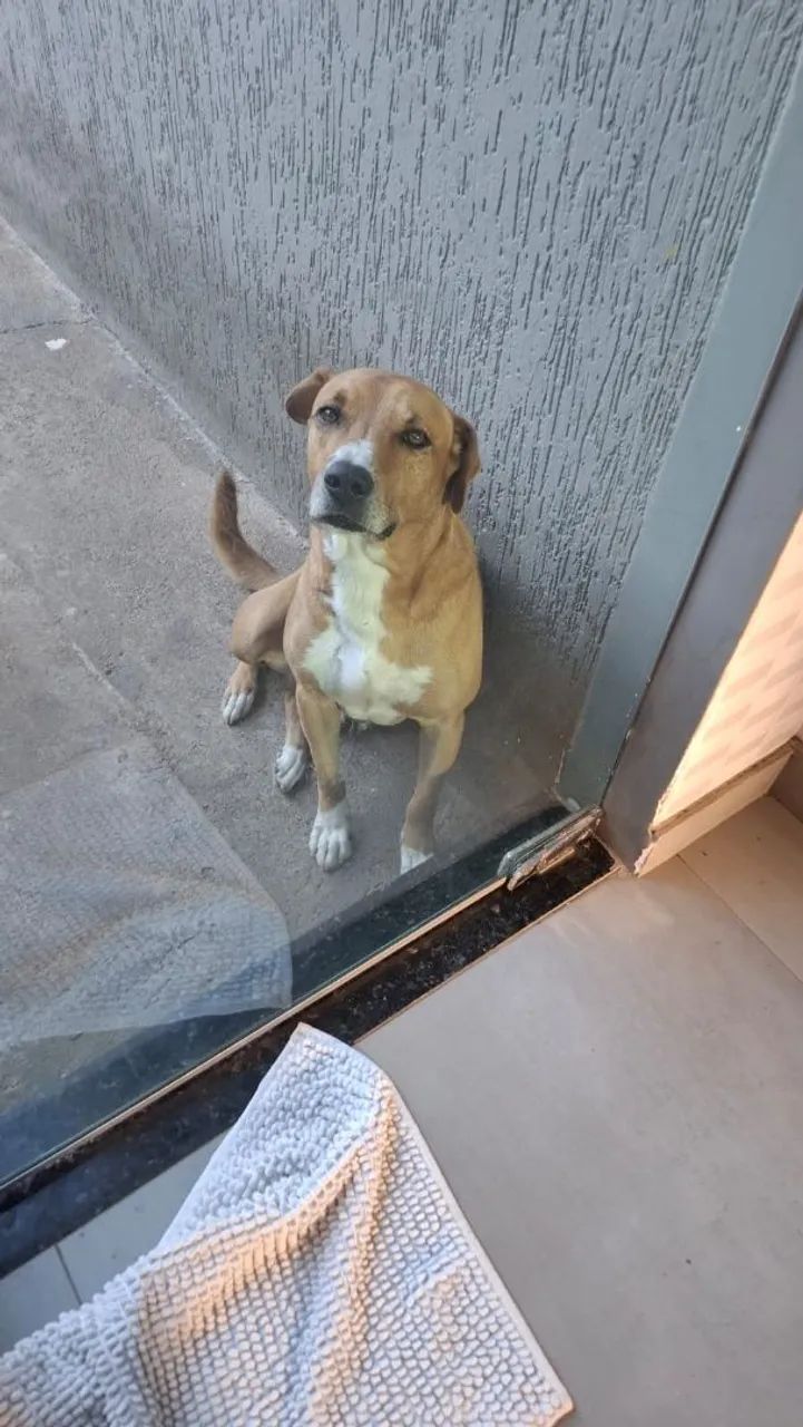 Cachorro de grande porte, procurando novo dono - Foto 2