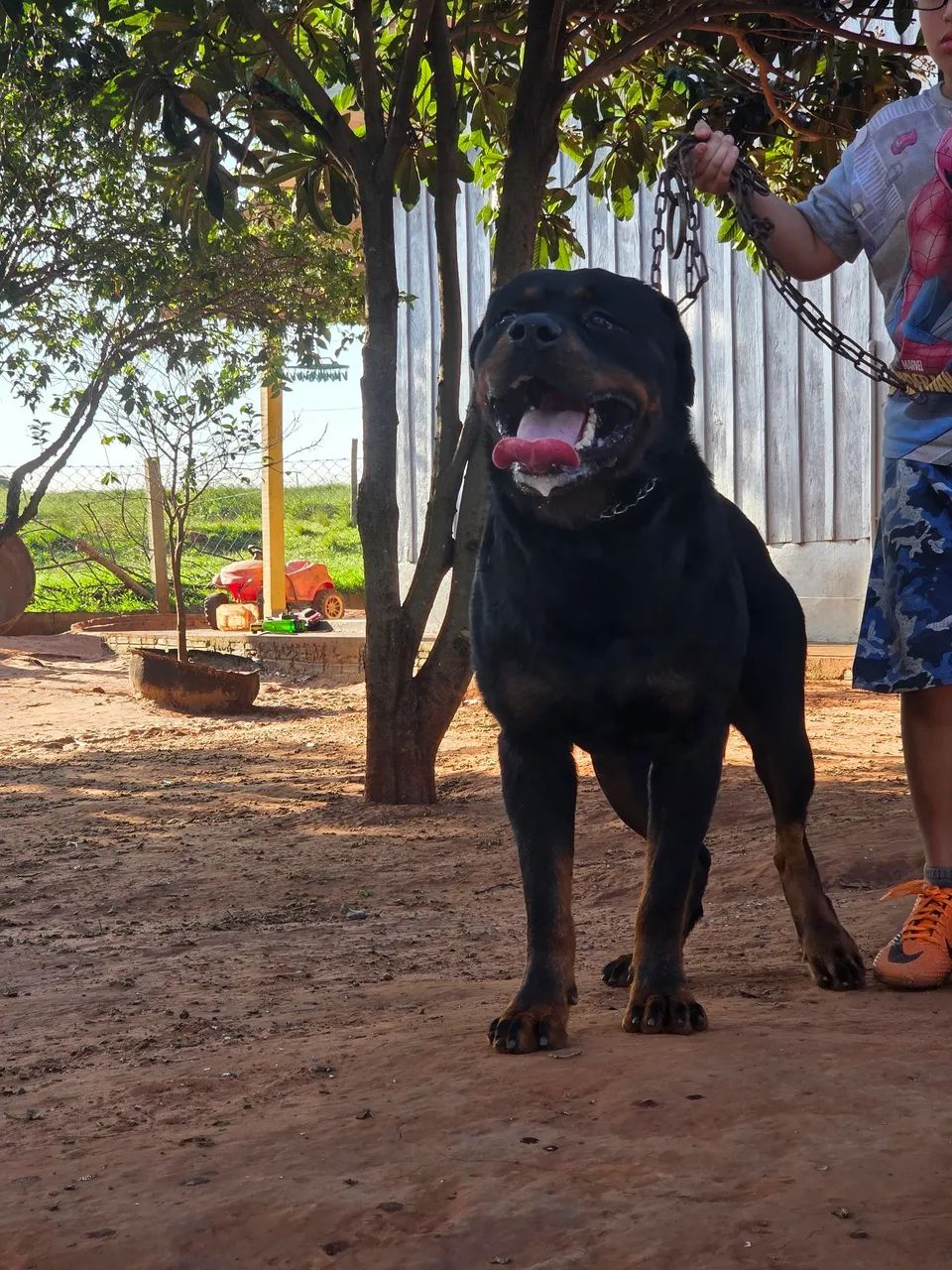 Filhotes de rottweiler  - Foto 5