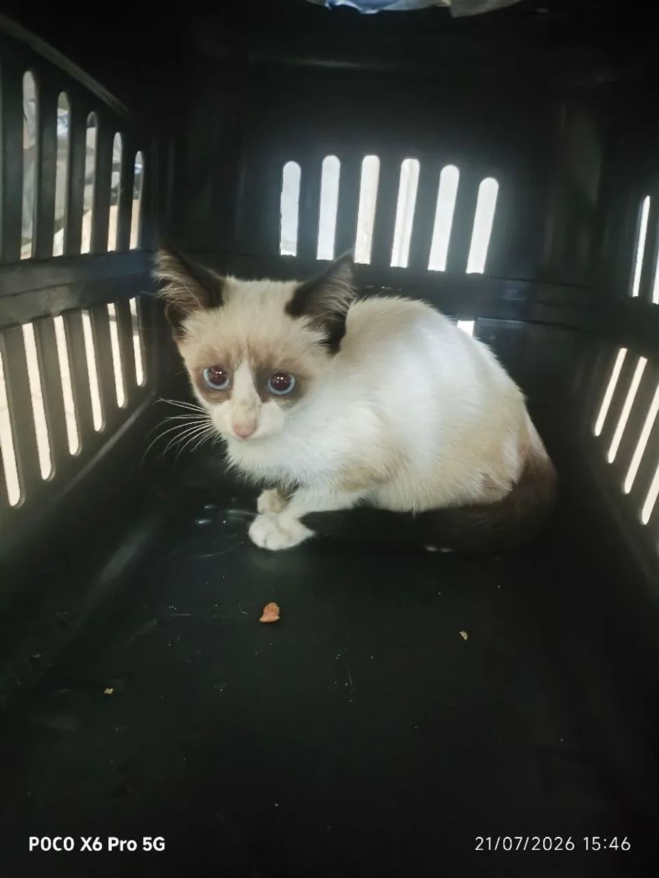 Gatinho macho  - Foto 3