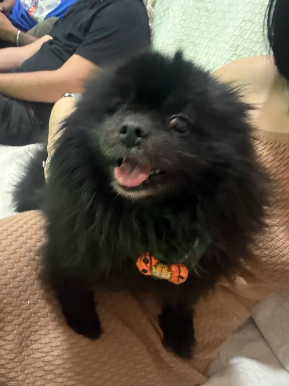 Spitz alemão - Foto 4