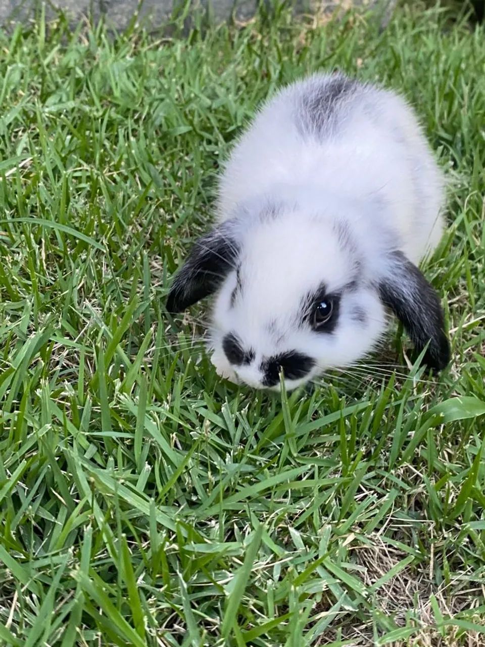 Rabbit kitten65203907931395121