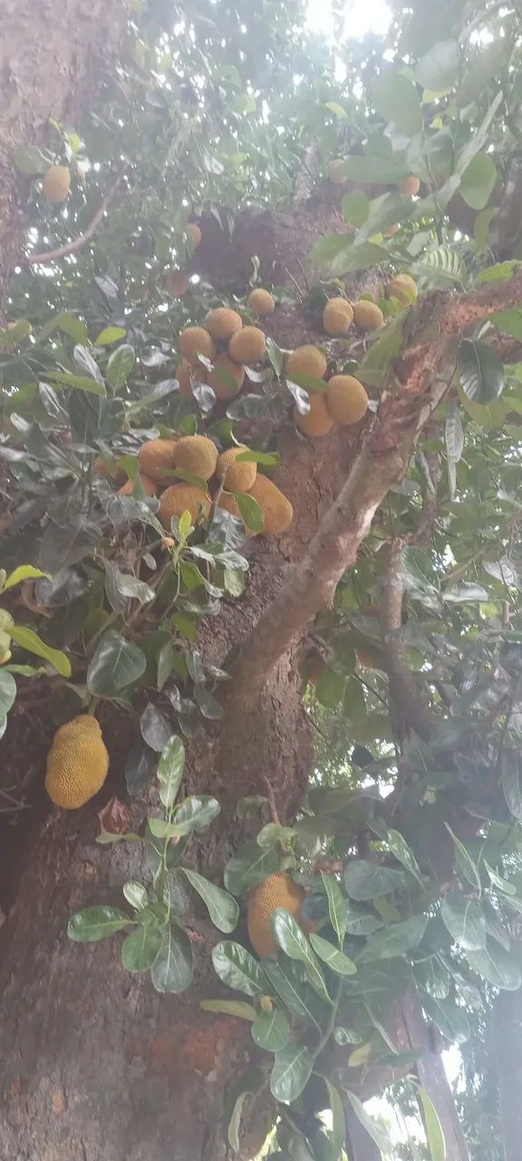 Jacas mole e jacas dura - Foto 4