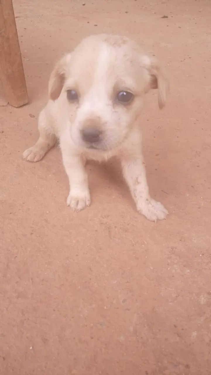 Animais de estimação  - Foto 3