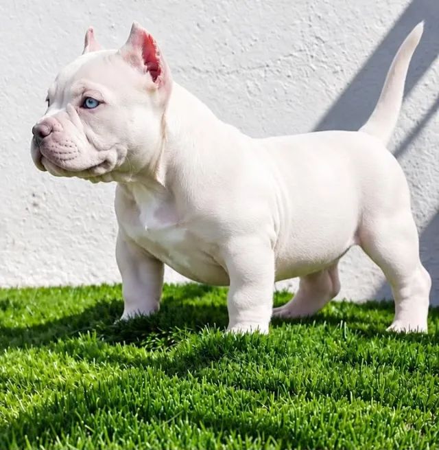 AMERICAN BULLY