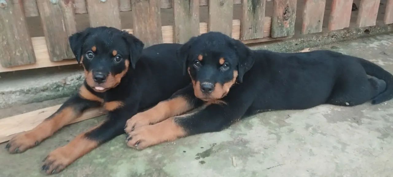 Filhotes de rottweiler  - Foto 4