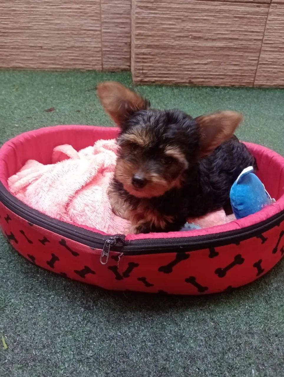 Yorkshire fêmea com 90 dias. 02 Vacinas em 10x