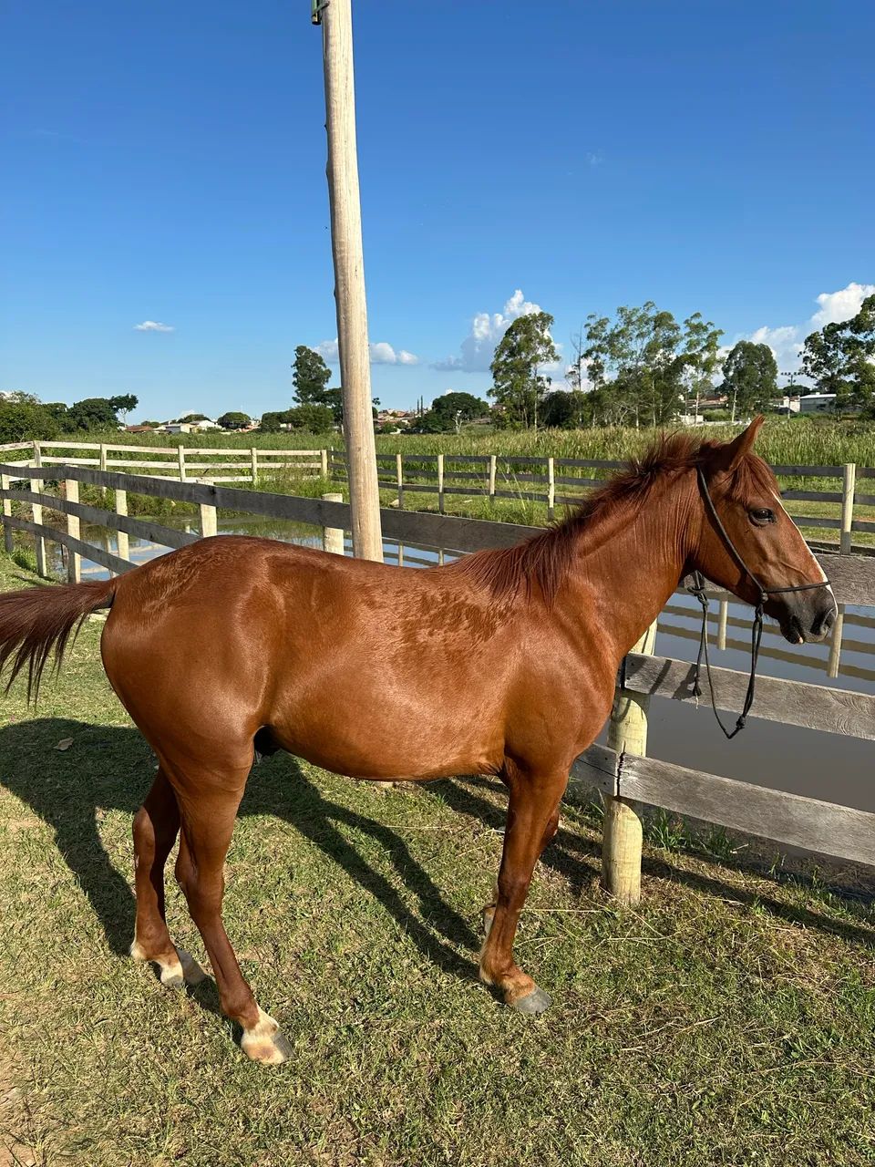 Cavalo Alazão Manga Larga  - Foto 2