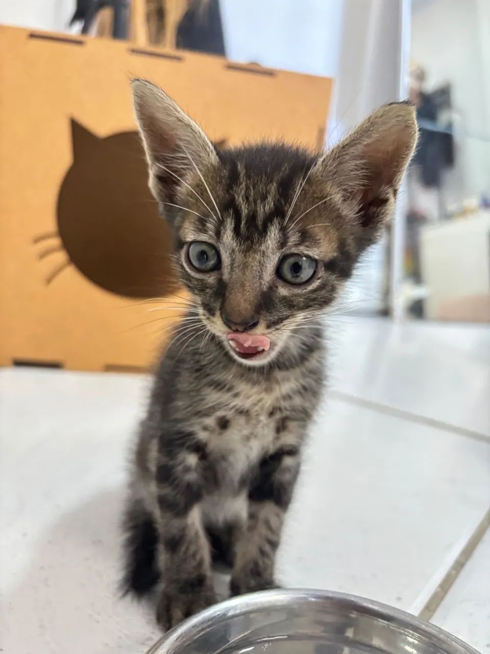 Doação de gato - Foto 3