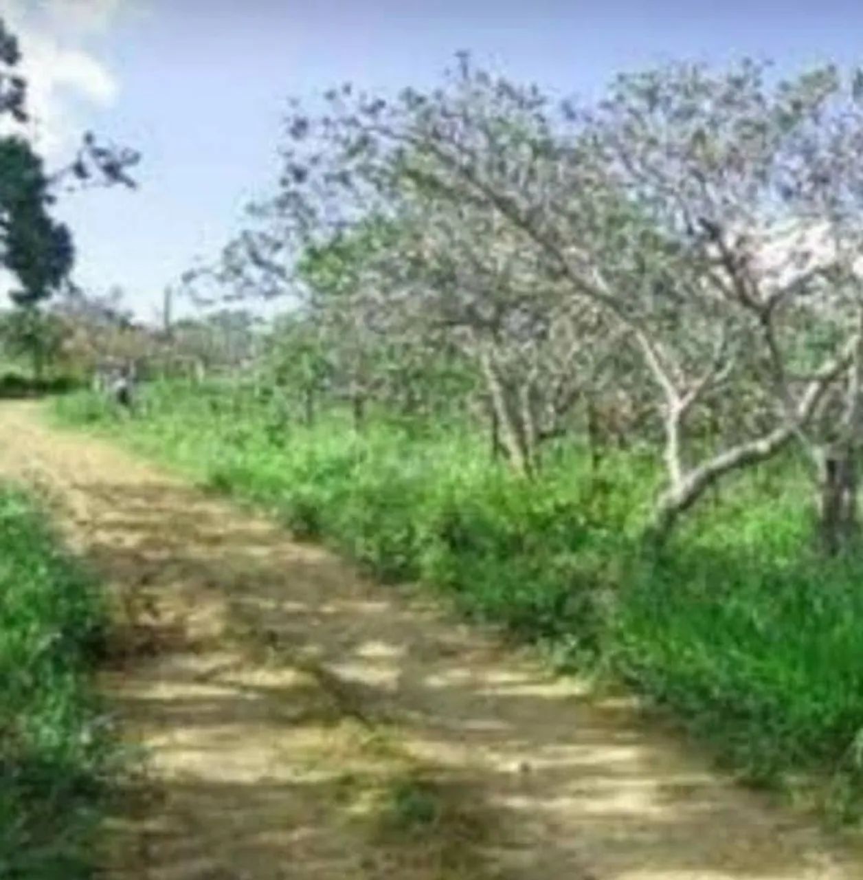 Terreno serra velha 25 mil
