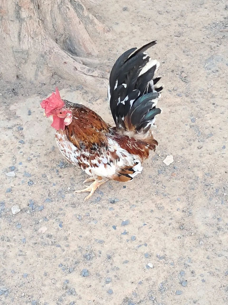 Galos Nagasaki, tenho vários p vender  - Foto 4