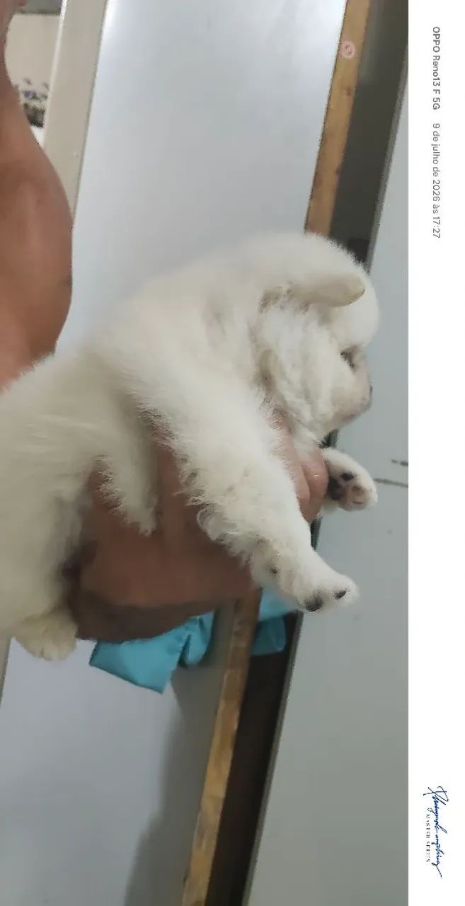 Spitz alemão  - Foto 3