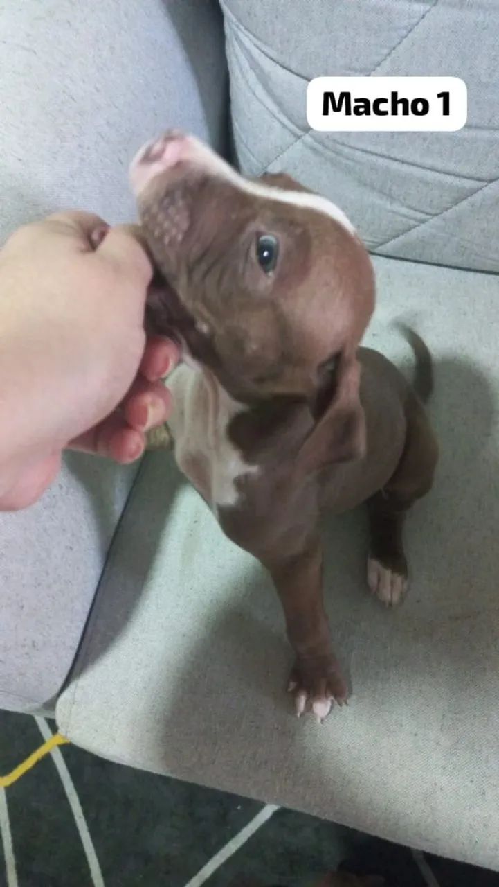 Filhotes de pit bull - Foto 2