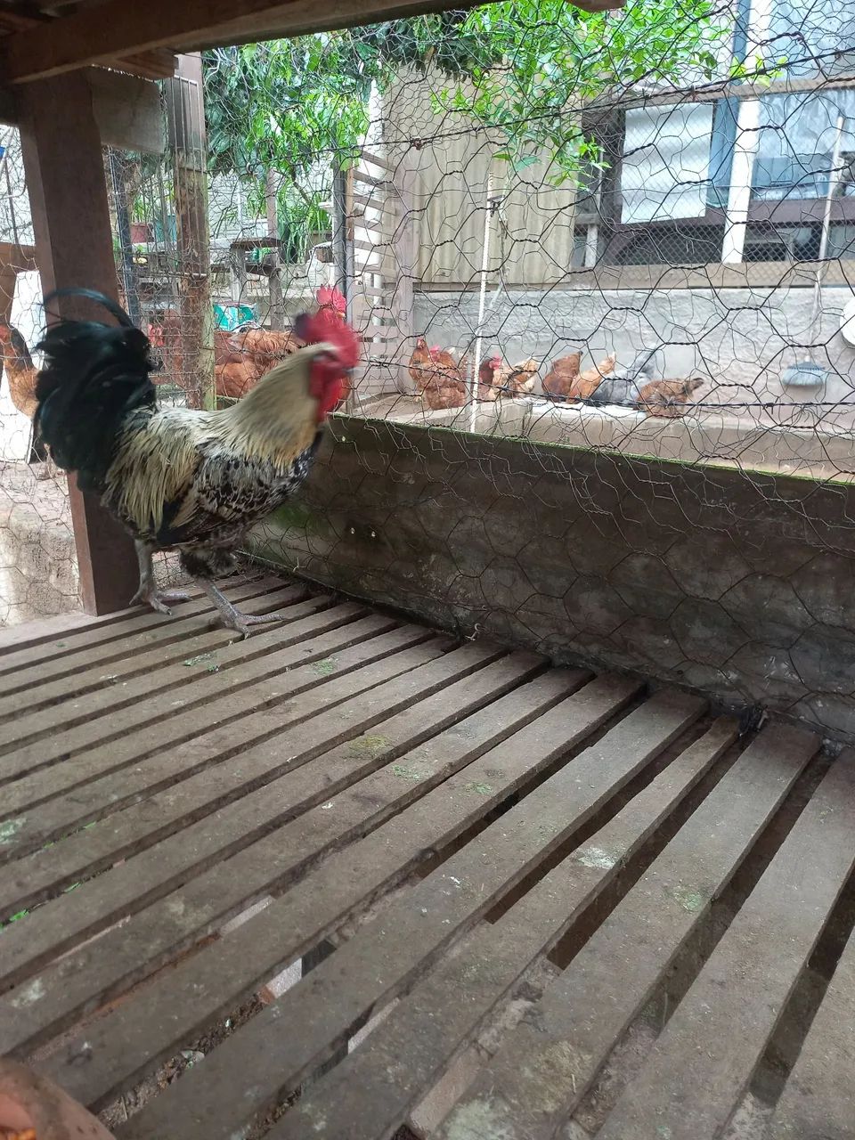 Frango  - Foto 4