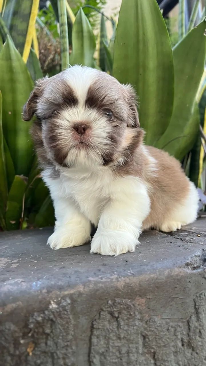 Shihtzu macho linhagem chocolate. - Foto 2