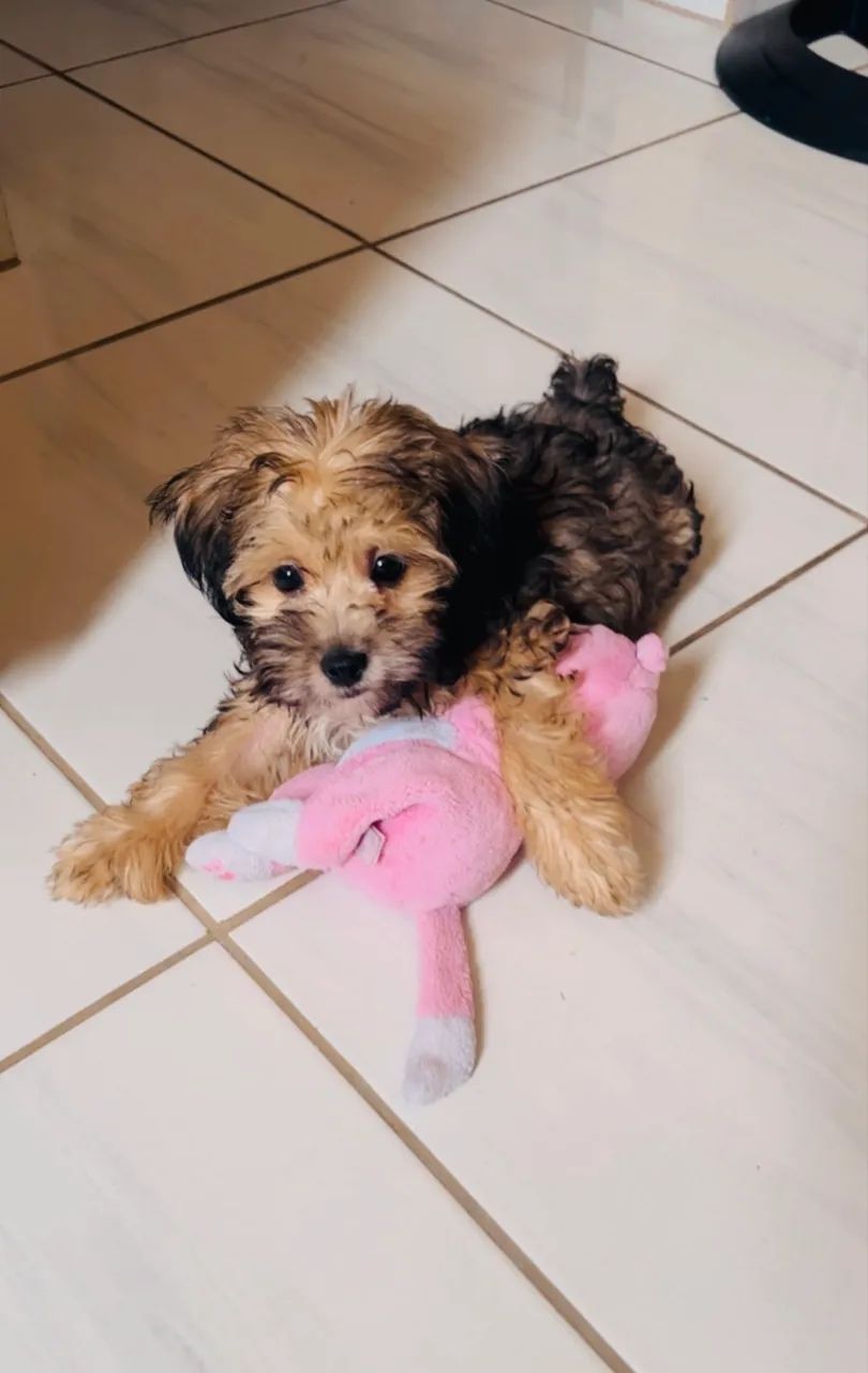 Vendo Shihtzu fêmea,3meses,com vermífugo e vacinada,muito inteligente - Foto 2