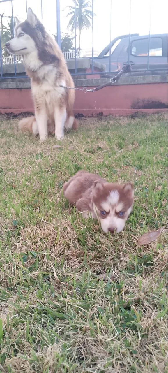 Husky siberiano  - Foto 4