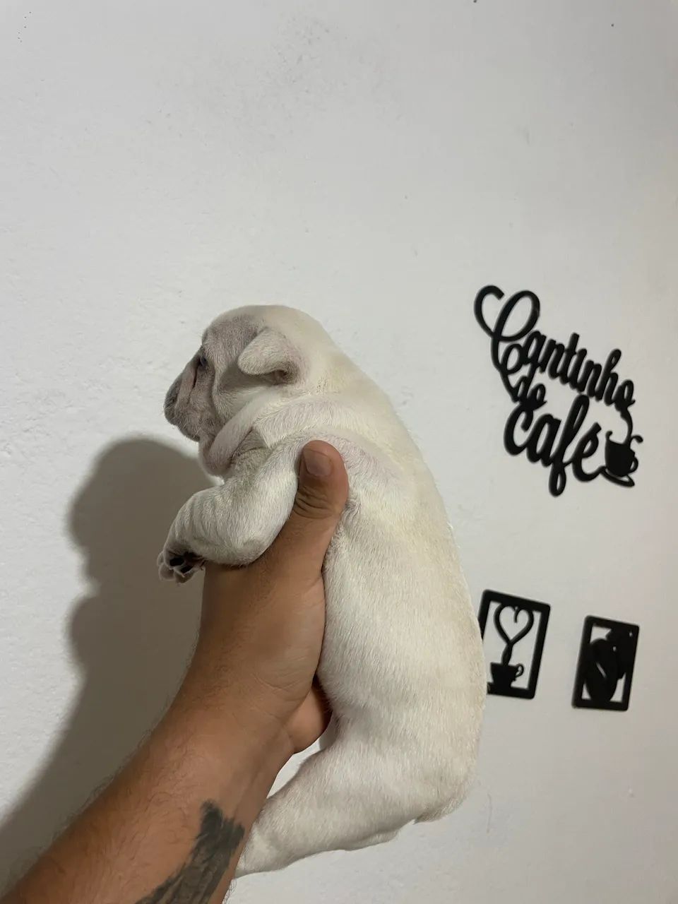 Buldogue francês  - Foto 3