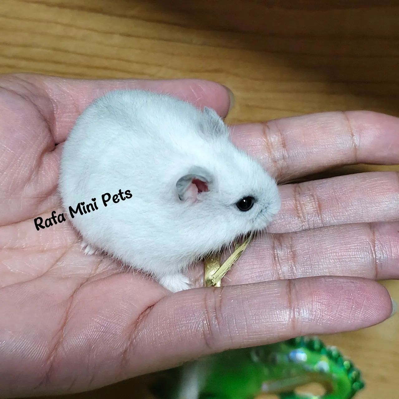 Filhote Hamster Macho