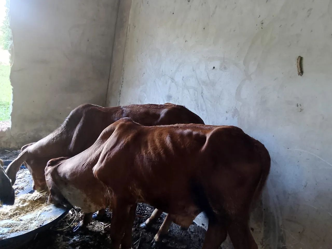 Vendo três nuvias e um garrote valor 8 mil  - Foto 2