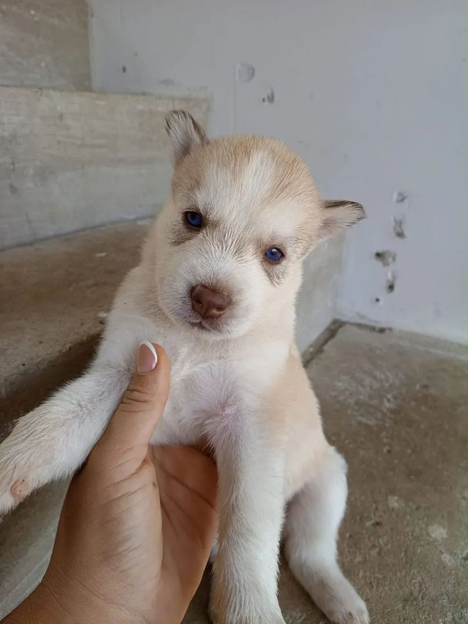 Filhote de cachorro  - Foto 2