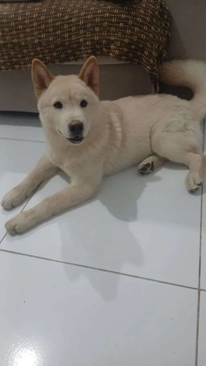 Vende-se Shiba  - Foto 2