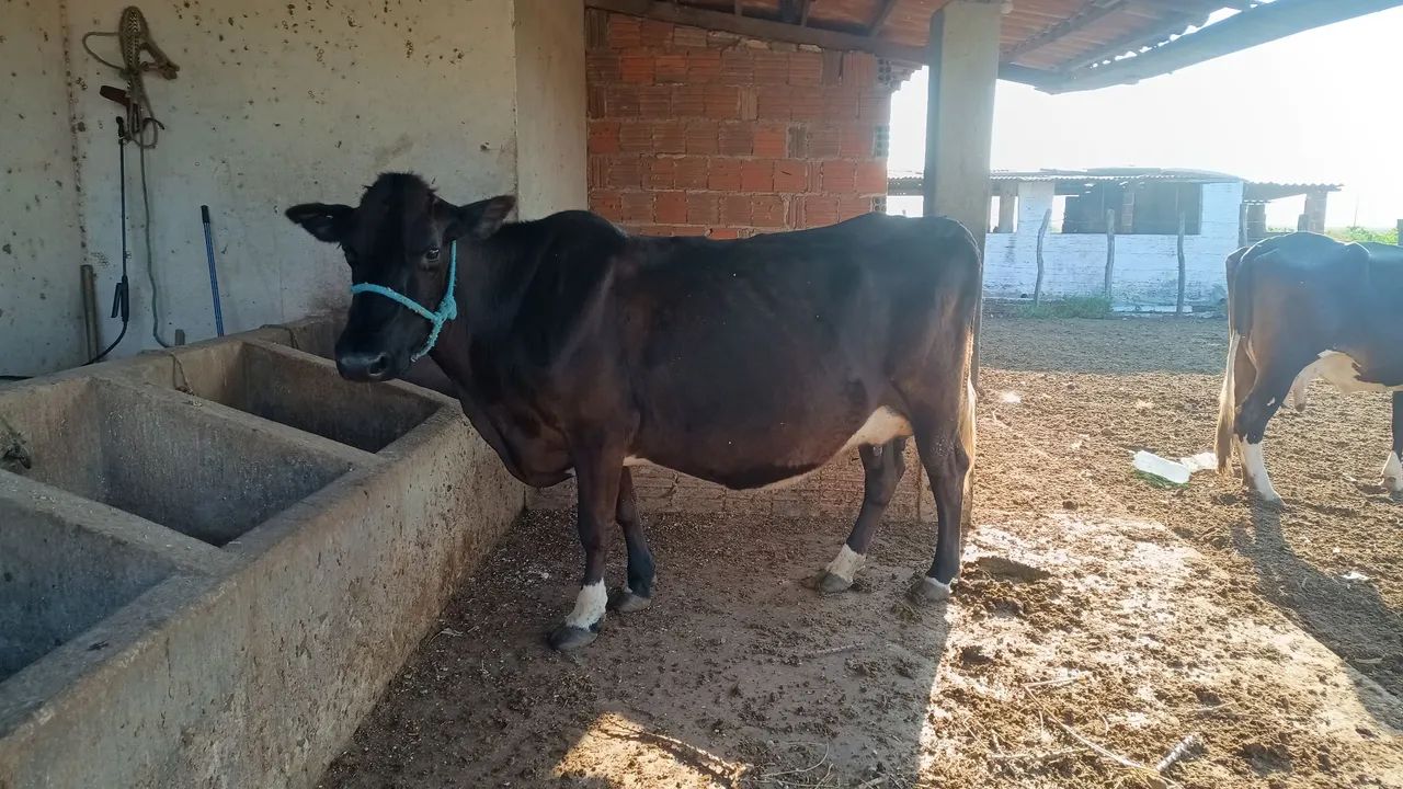 Vaca - Foto 5