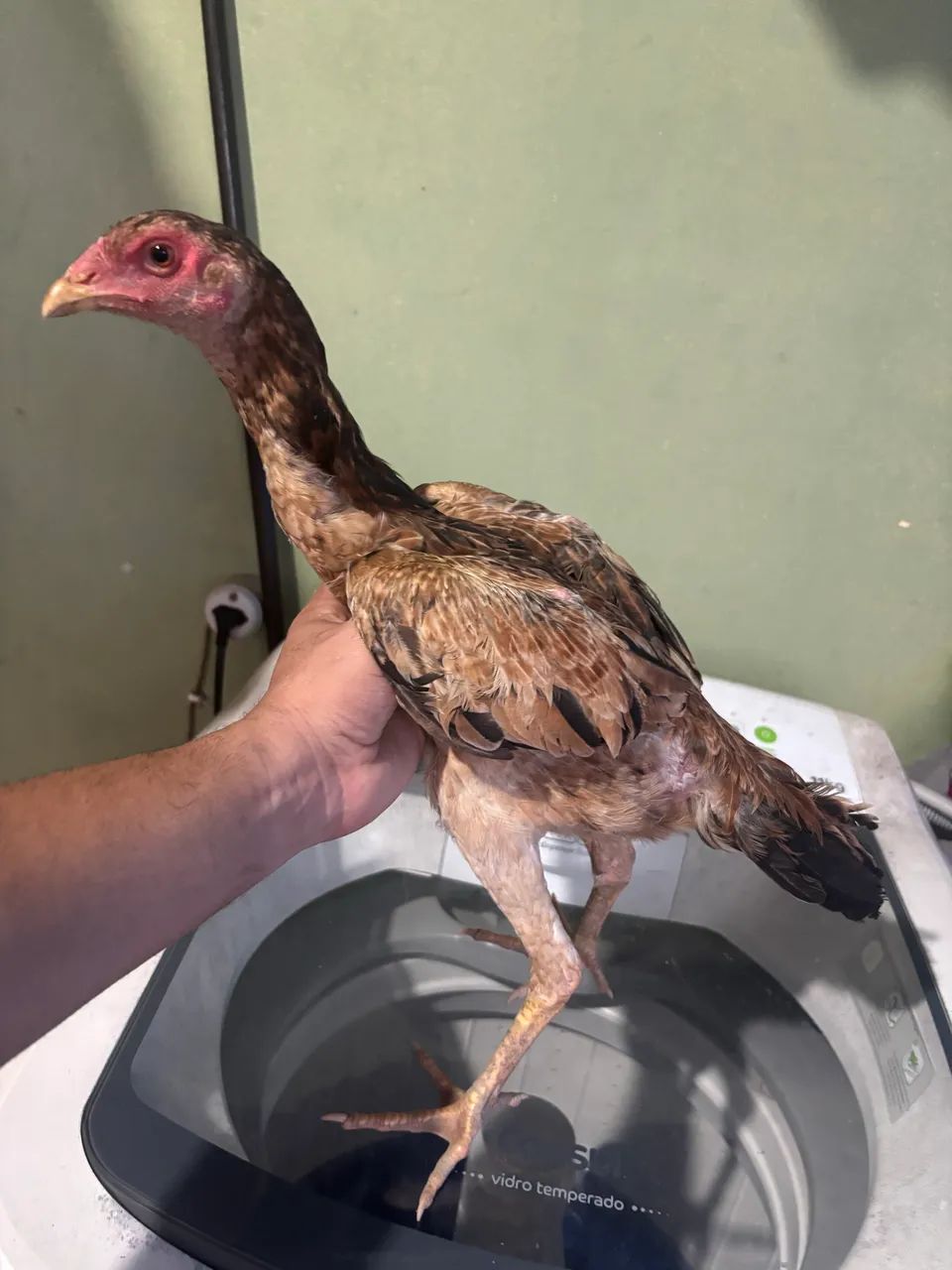 Frangas indianas  - Foto 2