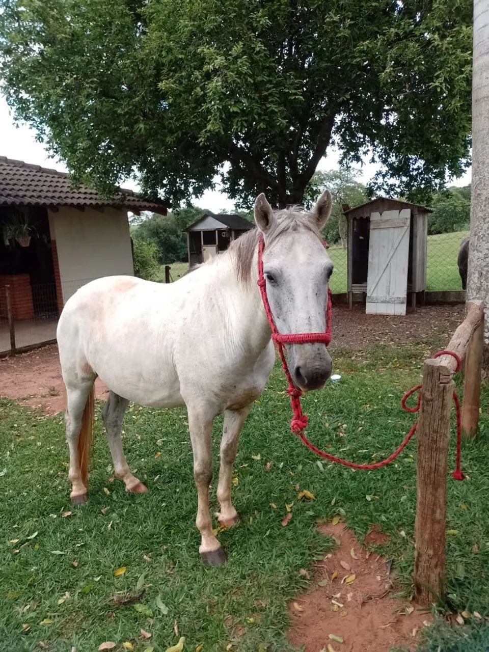 Cavalo manço - Foto 2