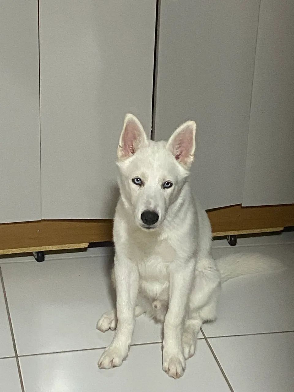 Husky 4 meses