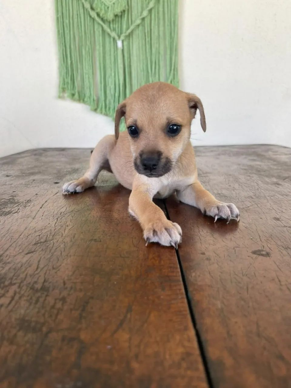 Adoção vira lata puro - Foto 4