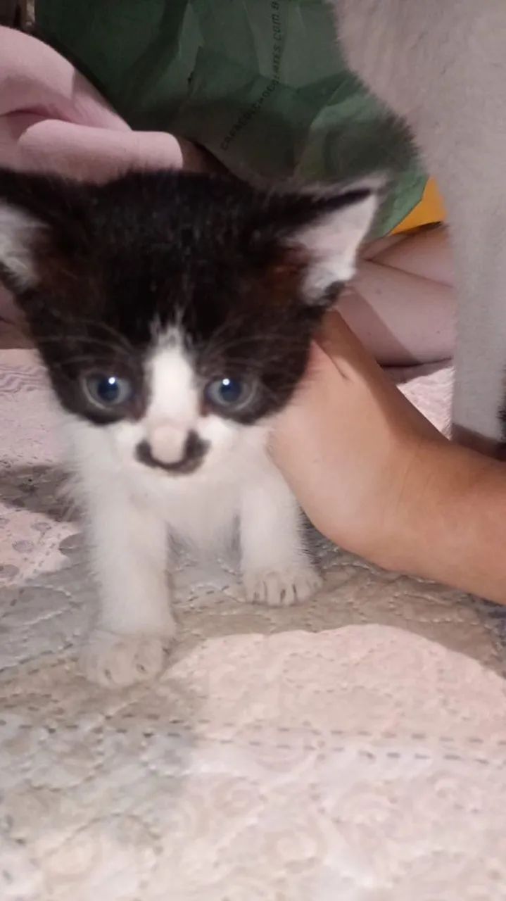 Doando gatinhos