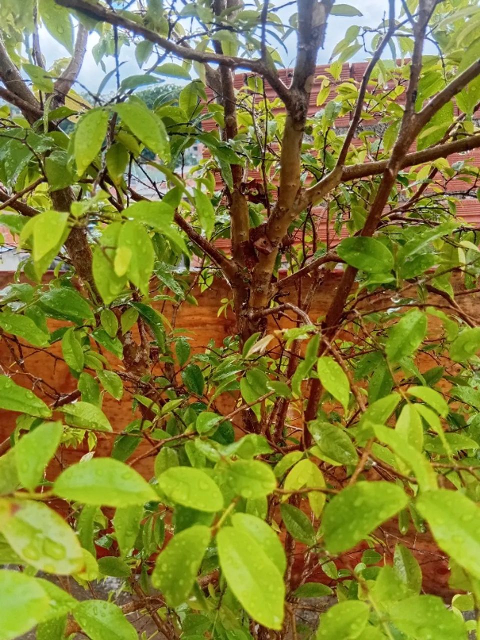 Jaboticaba, goiaba e acerola  - Foto 2