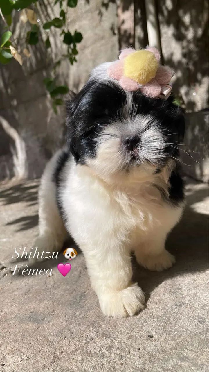 Shihtzu com pedigree  - Foto 2