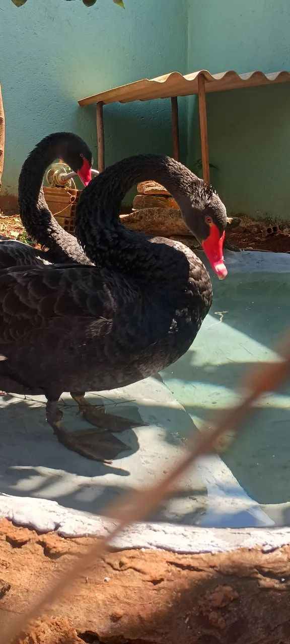 Cisne Negro 