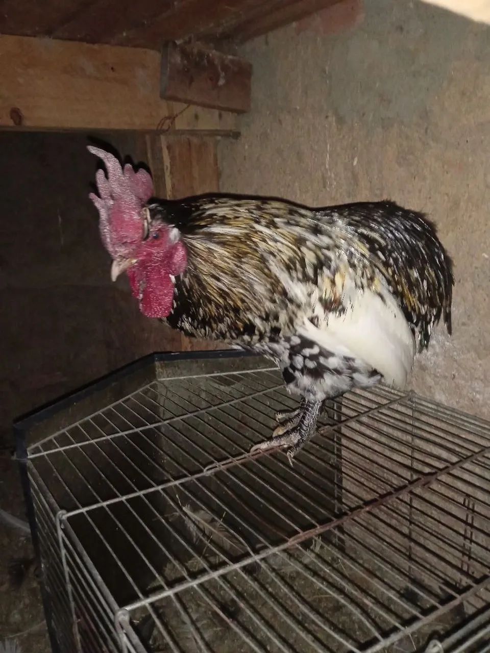 Galinha  - Foto 4