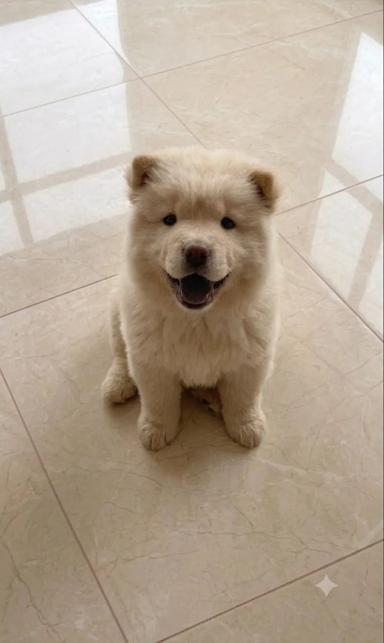 Chow chow macho